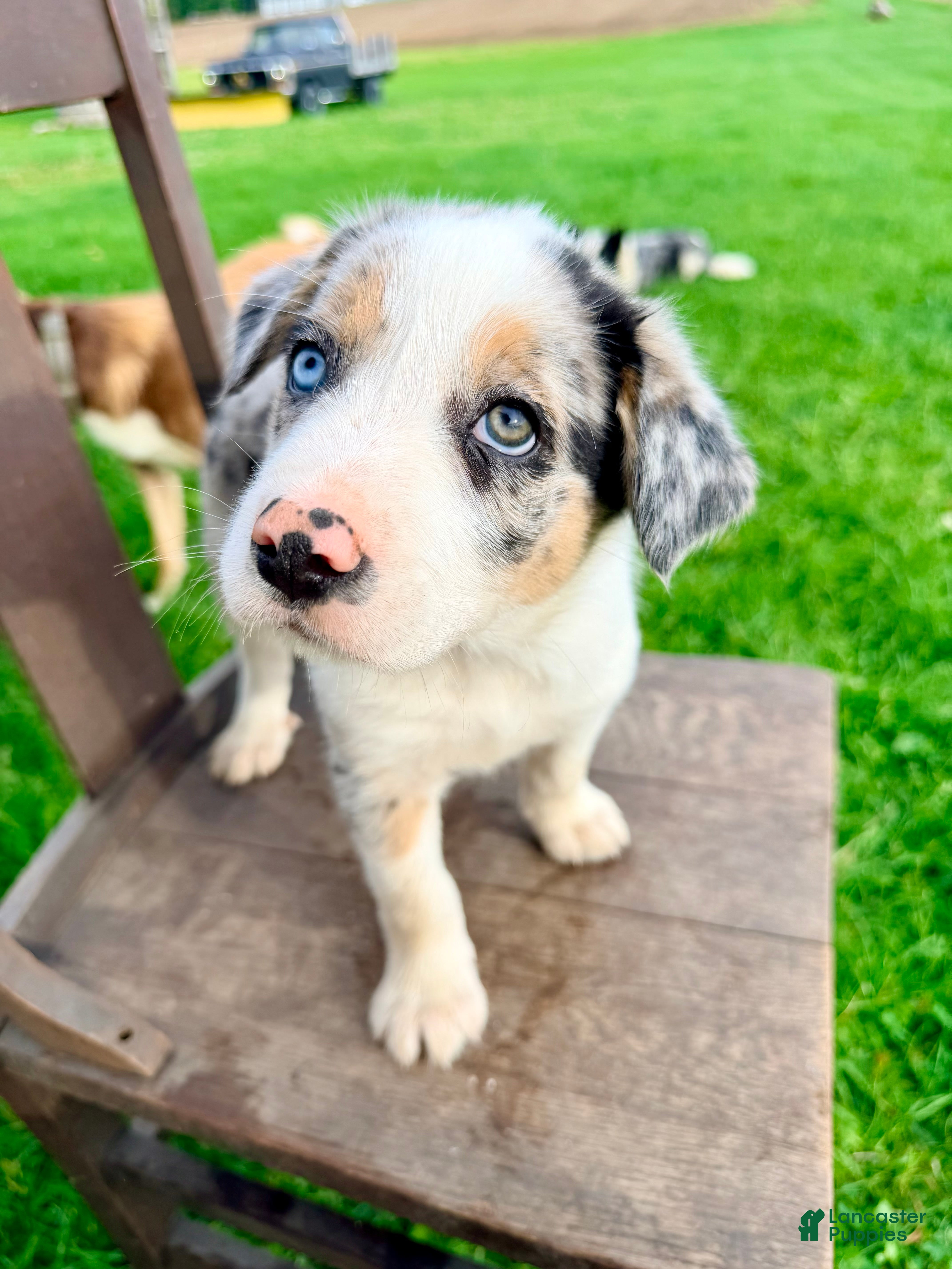 Border Collie dogs Oliver - Ad 2