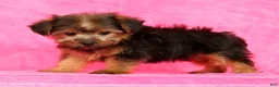 Yorkshire Terrier dogs for sale: Mia - Ad 5