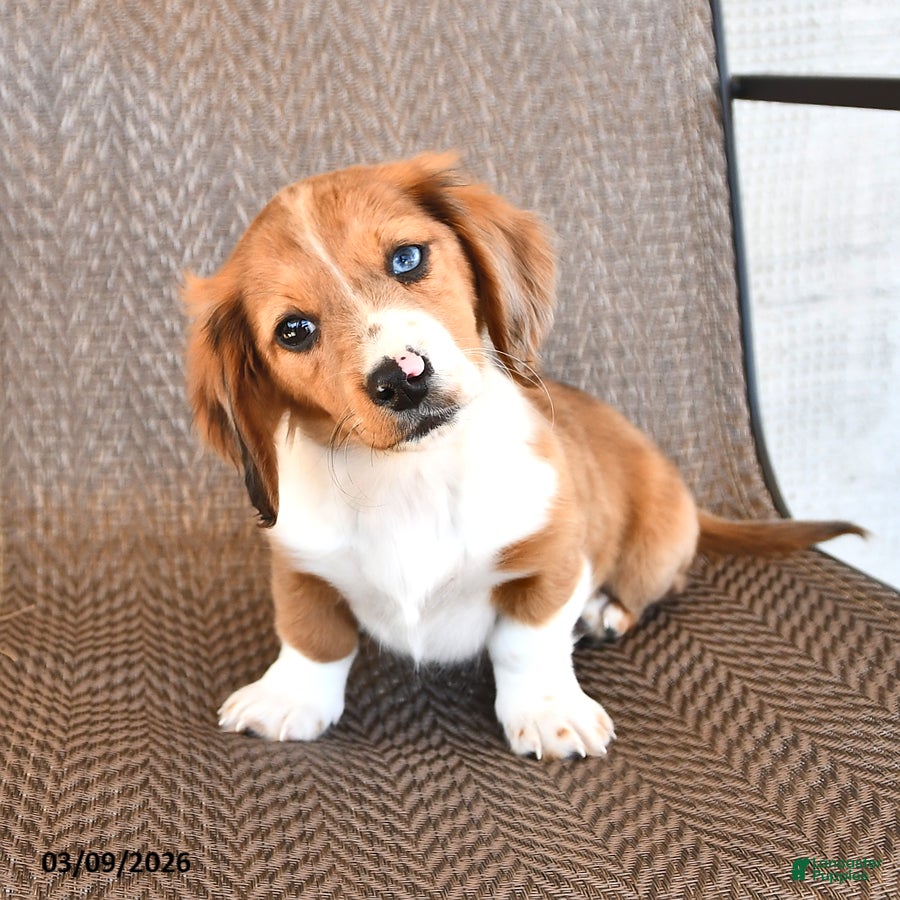 Miniature Dachshund dogs Millie - Ad 1