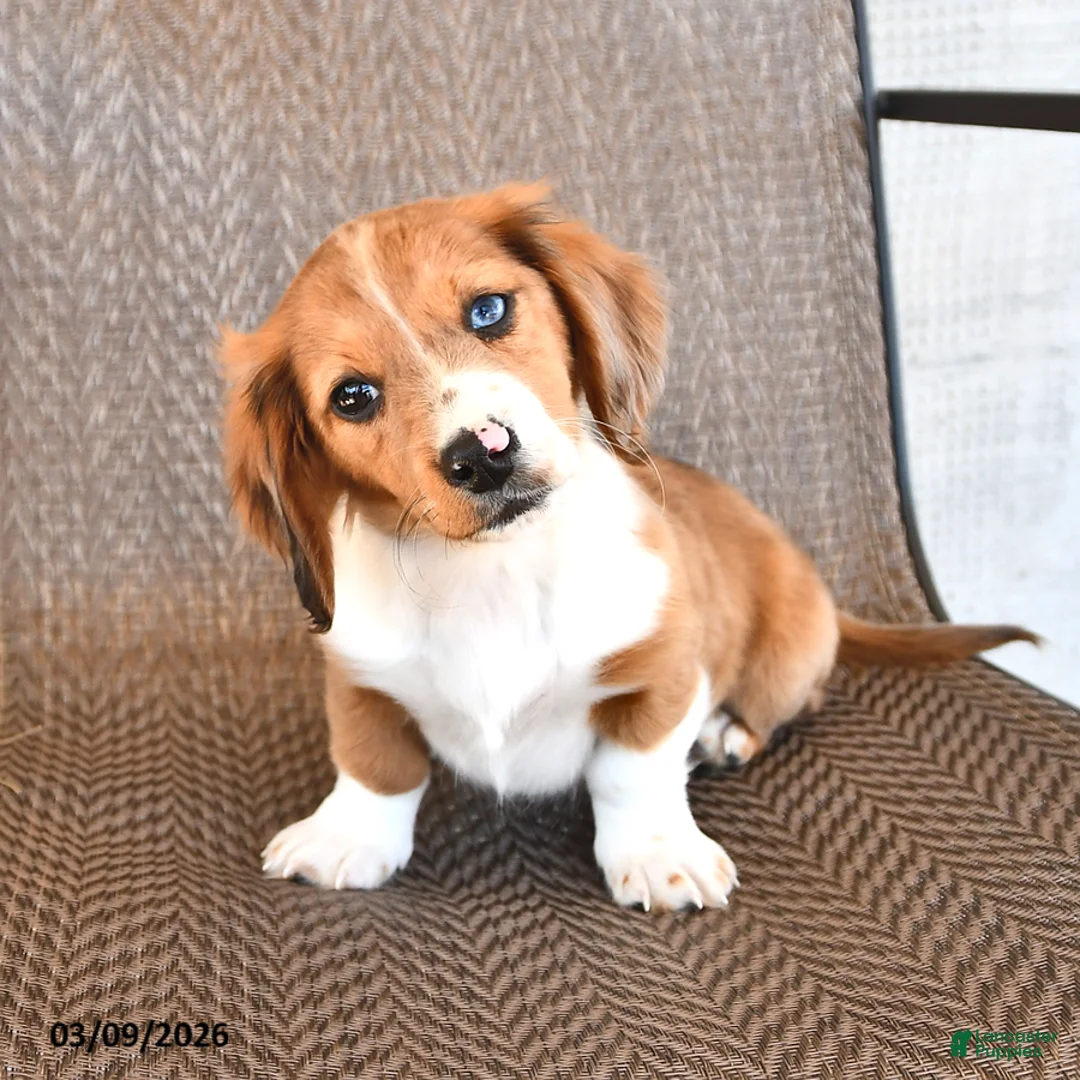 Miniature Dachshund dogs for sale: Millie - Ad 1