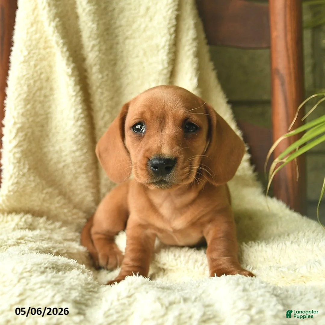 Miniature Dachshund dogs for sale: King   - Ad 1