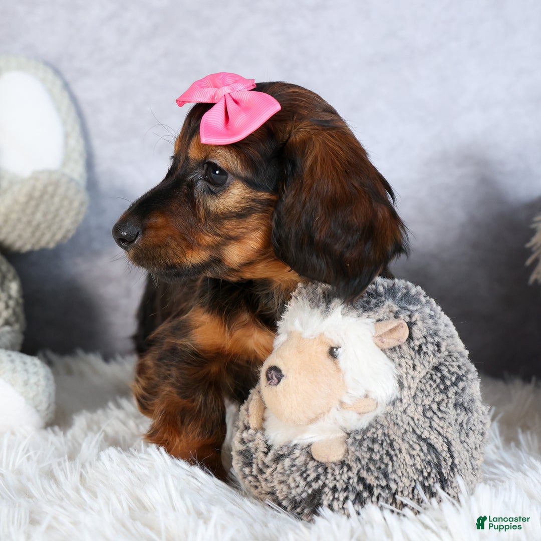 Miniature Dachshund dogs for sale: Fiona - Ad 10