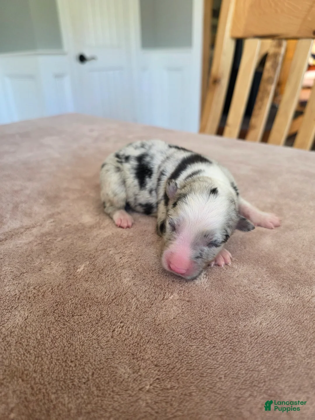Border Collie dogs for sale: Ginger - Ad 4