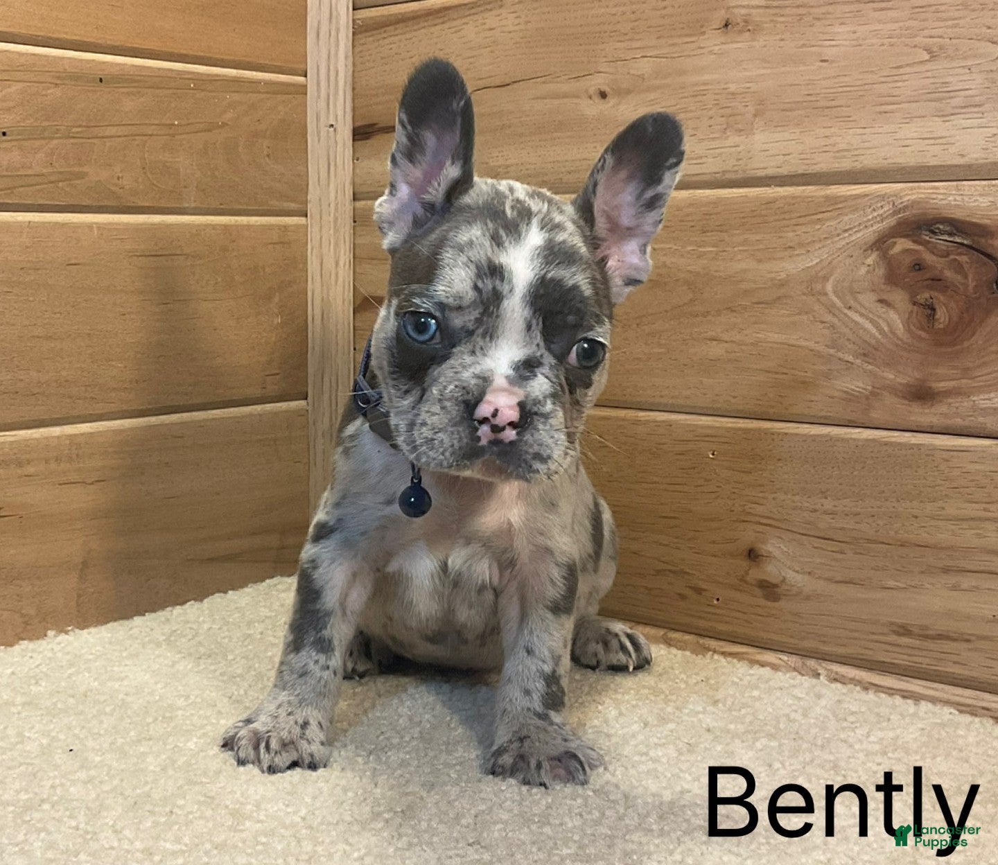 French Bulldog dogs Bently - Ad 2