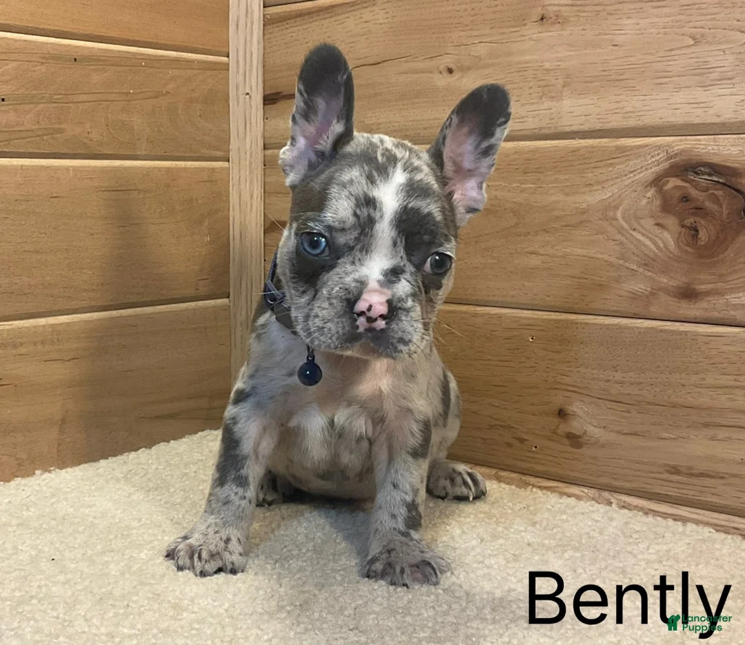 French Bulldog dogs for sale: Bently - Ad 2