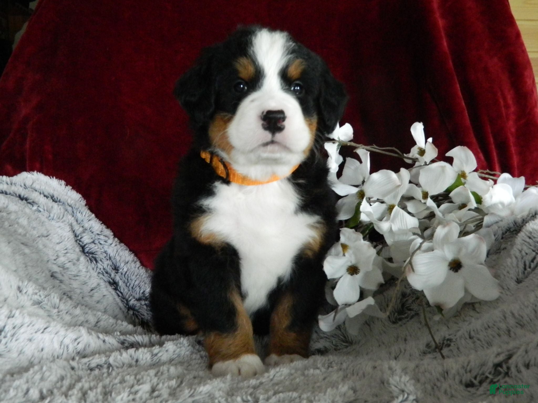 Bernese Mountain Dog dogs Bailey - Ad 22