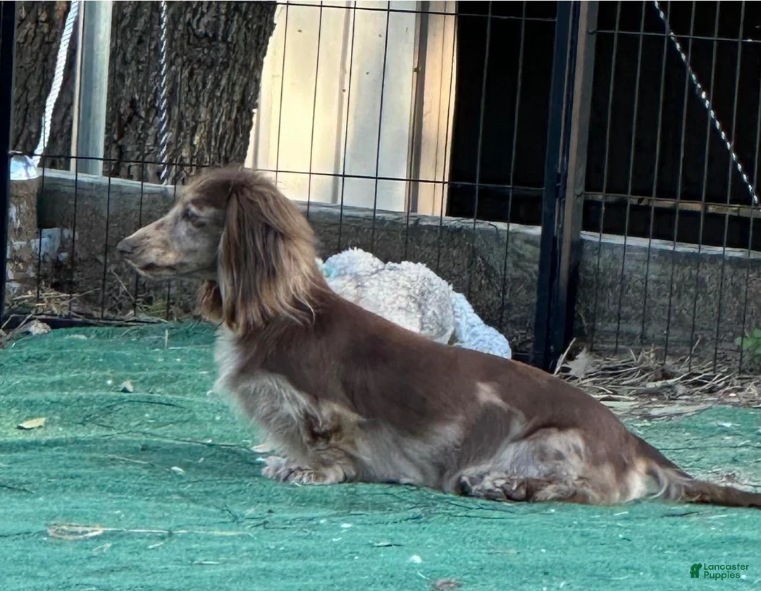 Dachshund dogs for sale: Dapper Dan - Ad 4