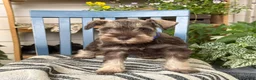 Miniature Schnauzer dogs for sale: Winston - Ad 4