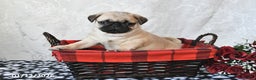 Pug dogs for sale: Miami - Ad 2