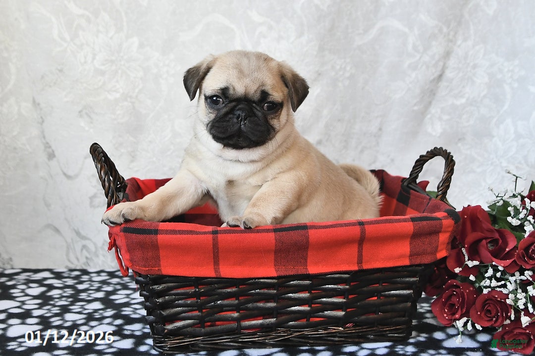 Pug dogs for sale: Miami - Ad 2