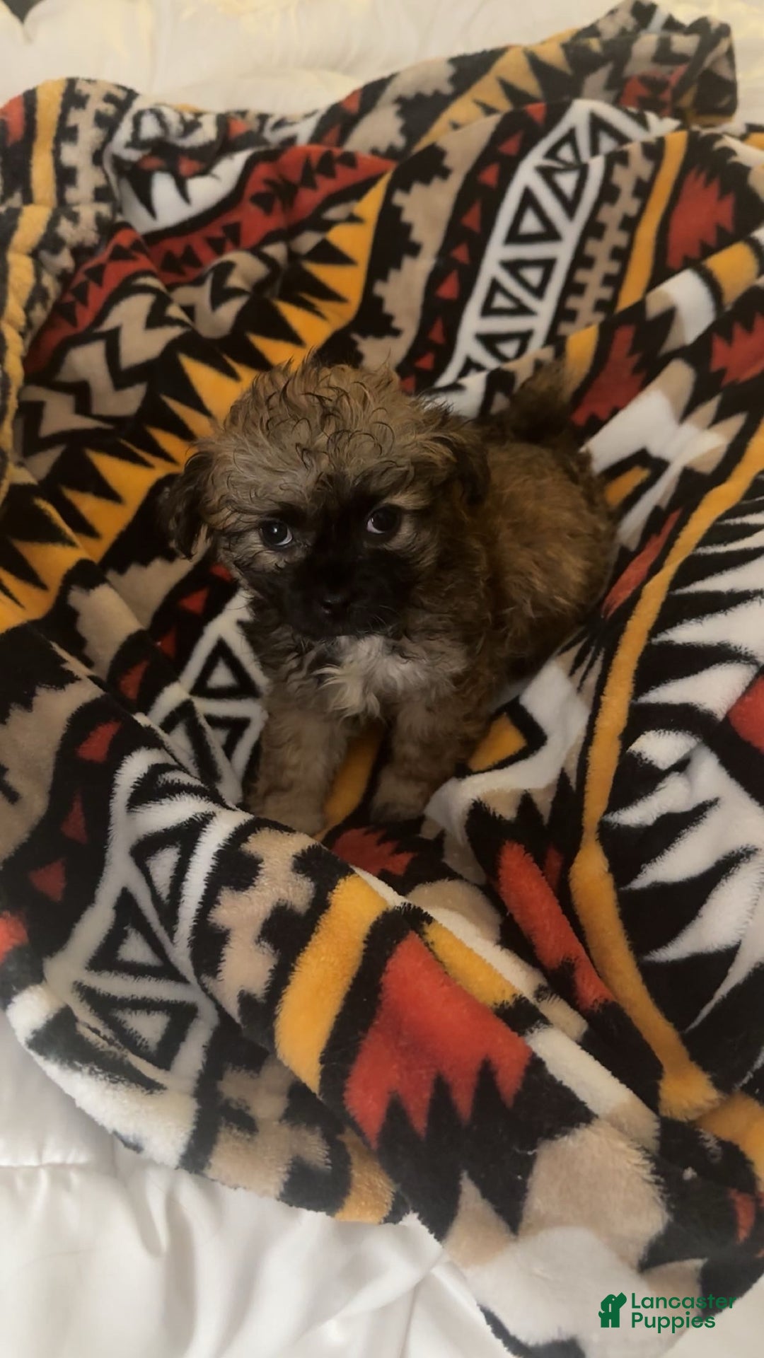 Shihpoo dogs for sale: Tiger - Ad 1