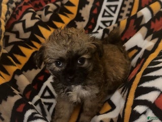 Shihpoo dogs Tiger - Ad 2