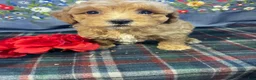 Toy Poodle dogs for sale: Biscuit - Ad 2