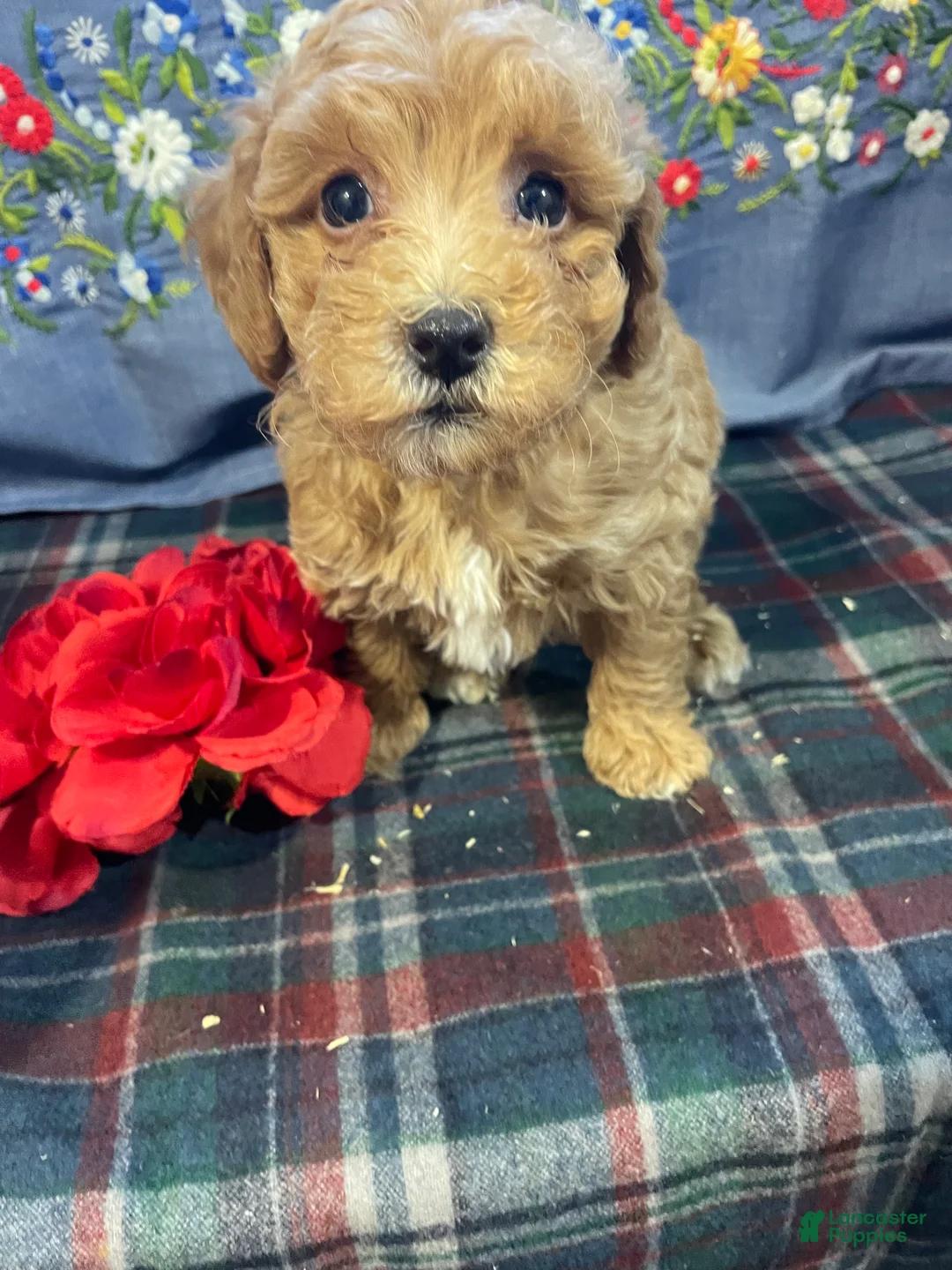 Toy Poodle dogs for sale: Biscuit - Ad 2