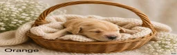 Golden Retriever dogs for sale: Orange  - Ad 2