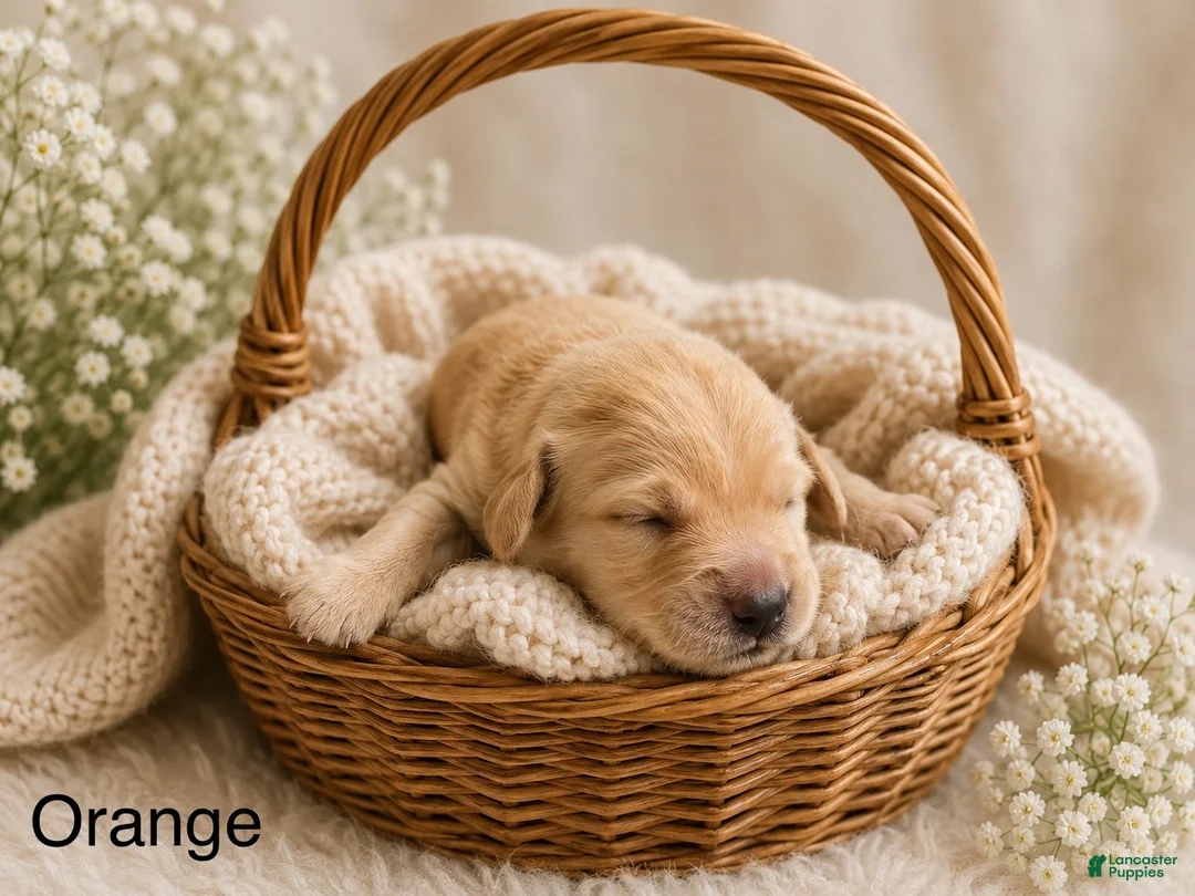 Golden Retriever dogs for sale: Orange  - Ad 2