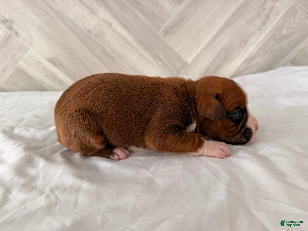 Boxer dogs for sale: Clint  - Ad 2