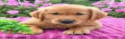 Golden Retriever dogs for sale: Cider - Ad 1