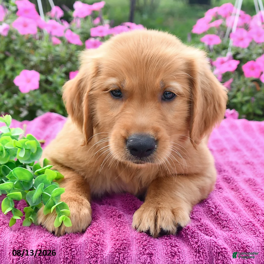 Golden Retriever dogs for sale: Cider - Ad 1