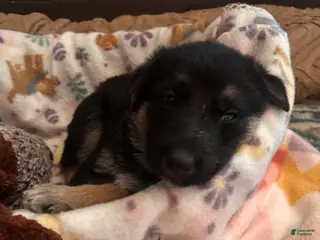 German Shepherd dogs Puppy 3 - Ad 32