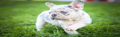 🐾 Meet Knox — A Happy Little Frenchie with Plenty of Love to Give! 🐾