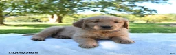 Golden Retriever dogs for sale: Autumn - Ad 3