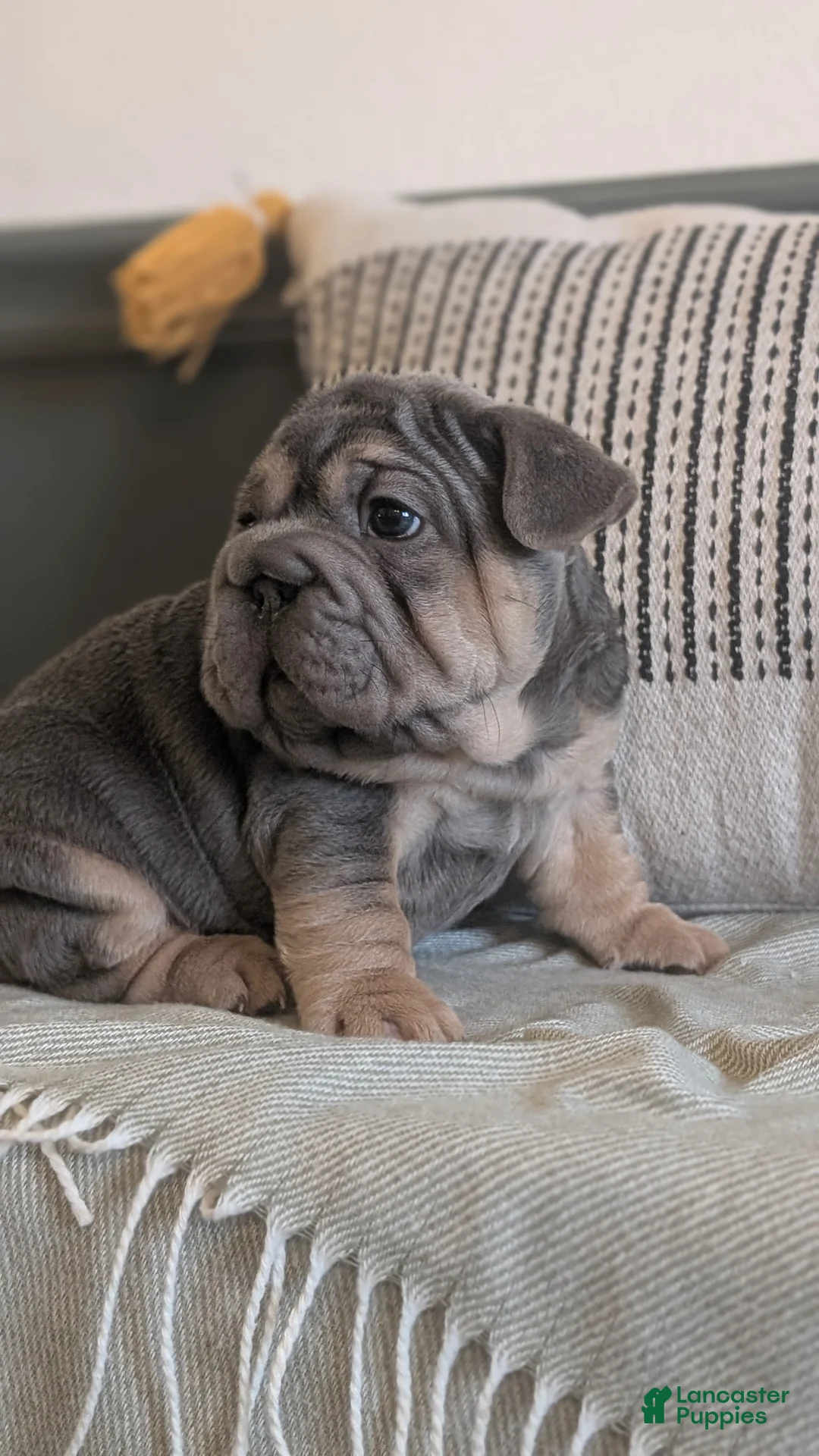 French Bulldog dogs for sale: Royce - Ad 2