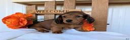 Miniature Dachshund dogs for sale: Miniature Dachshund Puppy 1 - Ad 2