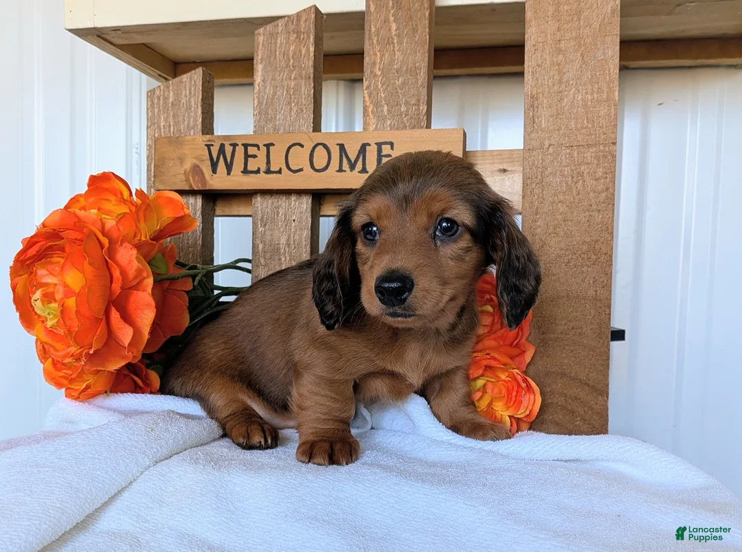 Miniature Dachshund dogs for sale: Miniature Dachshund Puppy 1 - Ad 2