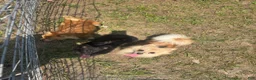 Pomeranian dogs for sale: Rosie  - Ad 9