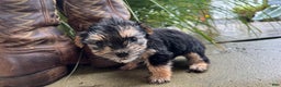 Morkie dogs for sale: Fern - Ad 4