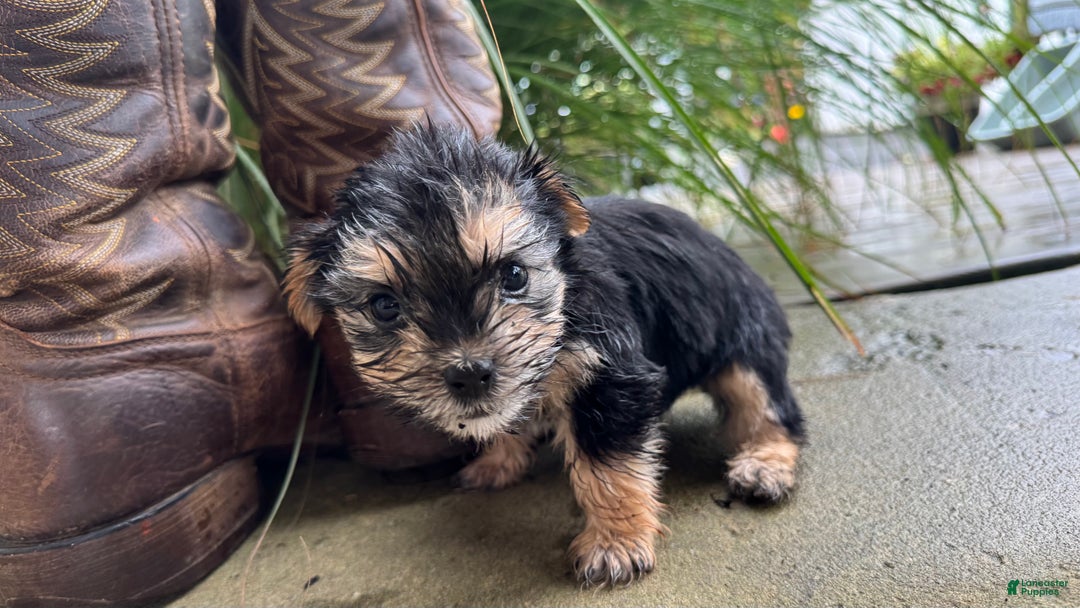 Morkie dogs for sale: Fern - Ad 4