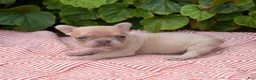 French Bulldog dogs for sale: Autumn - Ad 5