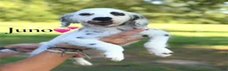 Dalmatian dogs for sale: Juno - Ad 1