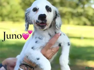 Dalmatian dogs Juno - Ad 33