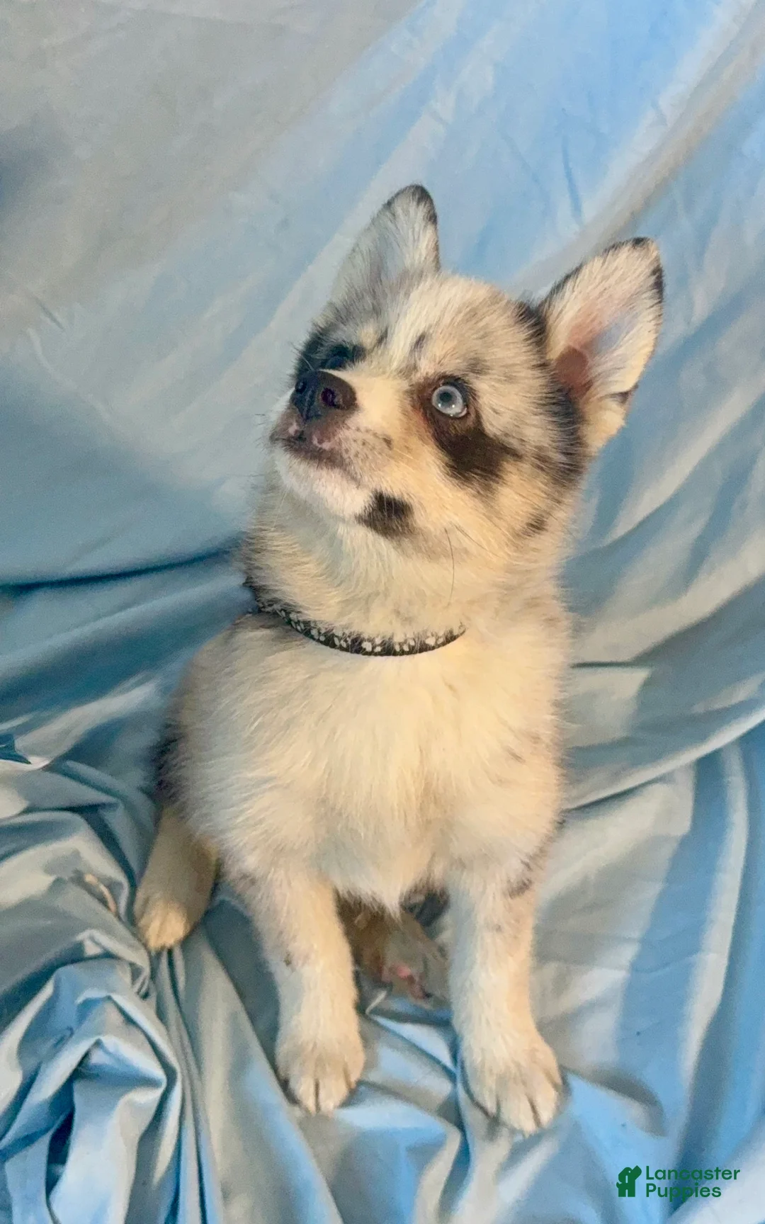 Mixed Breed dogs for sale: Beau - Merle Boy  - Ad 5