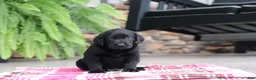 Labrador Retriever dogs for sale: Blake - Ad 3