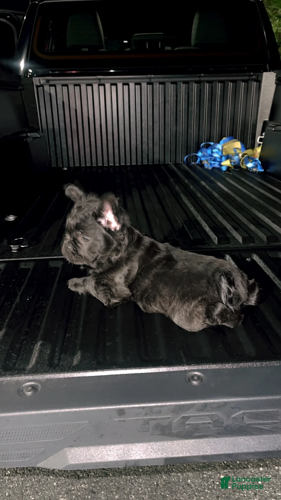 French Bulldog dogs for sale: CHERRY  - Ad 9