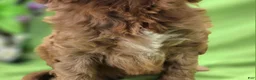 Cockapoo dogs for sale: Cashmere - Ad 3