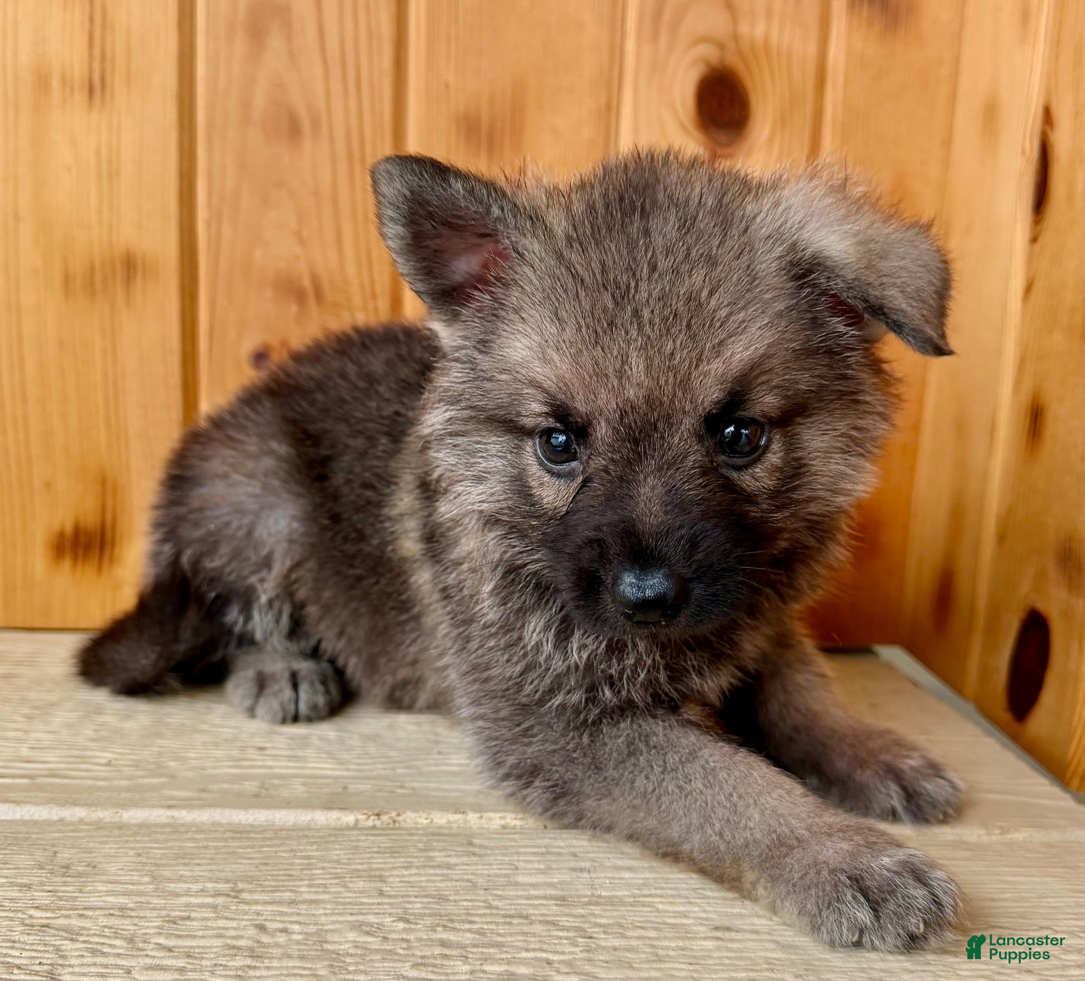 Mixed Breed dogs Mini Fifi  - Ad 2