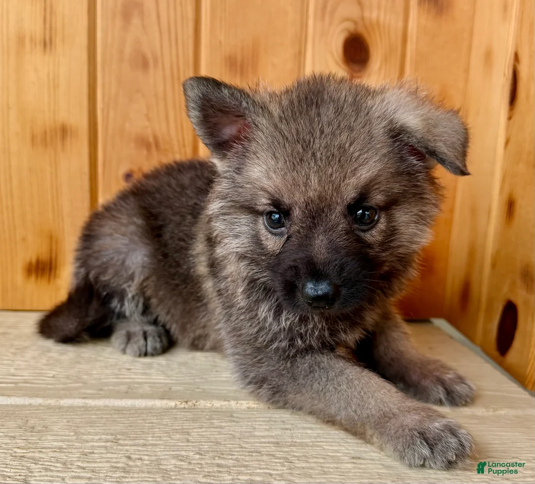 Mixed Breed dogs for sale: Mini Fifi  - Ad 2