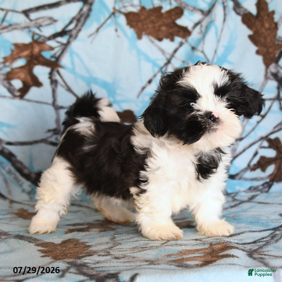 Shih Tzu dogs Katie Cow - Ad 1