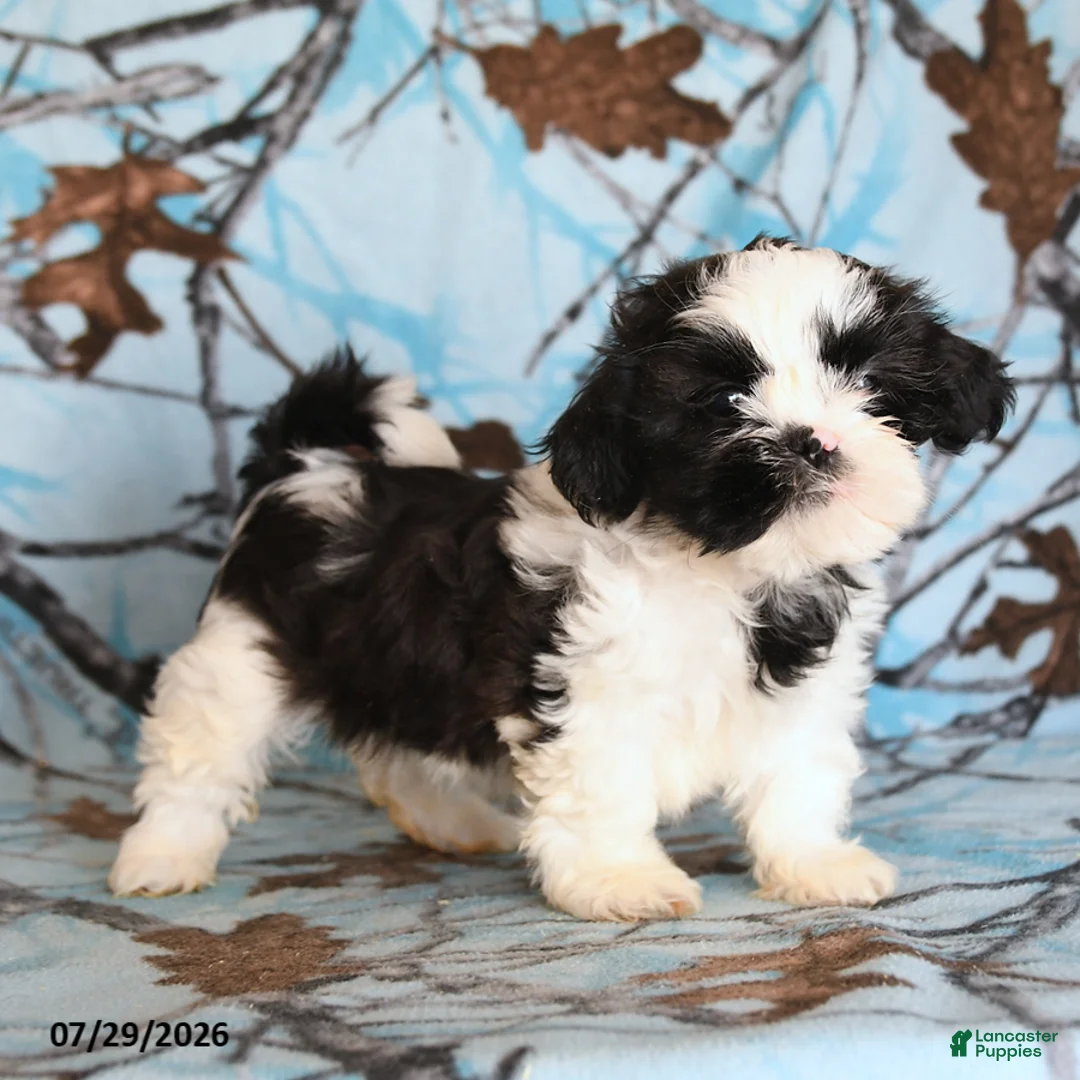 Shih Tzu dogs for sale: Katie Cow - Ad 1