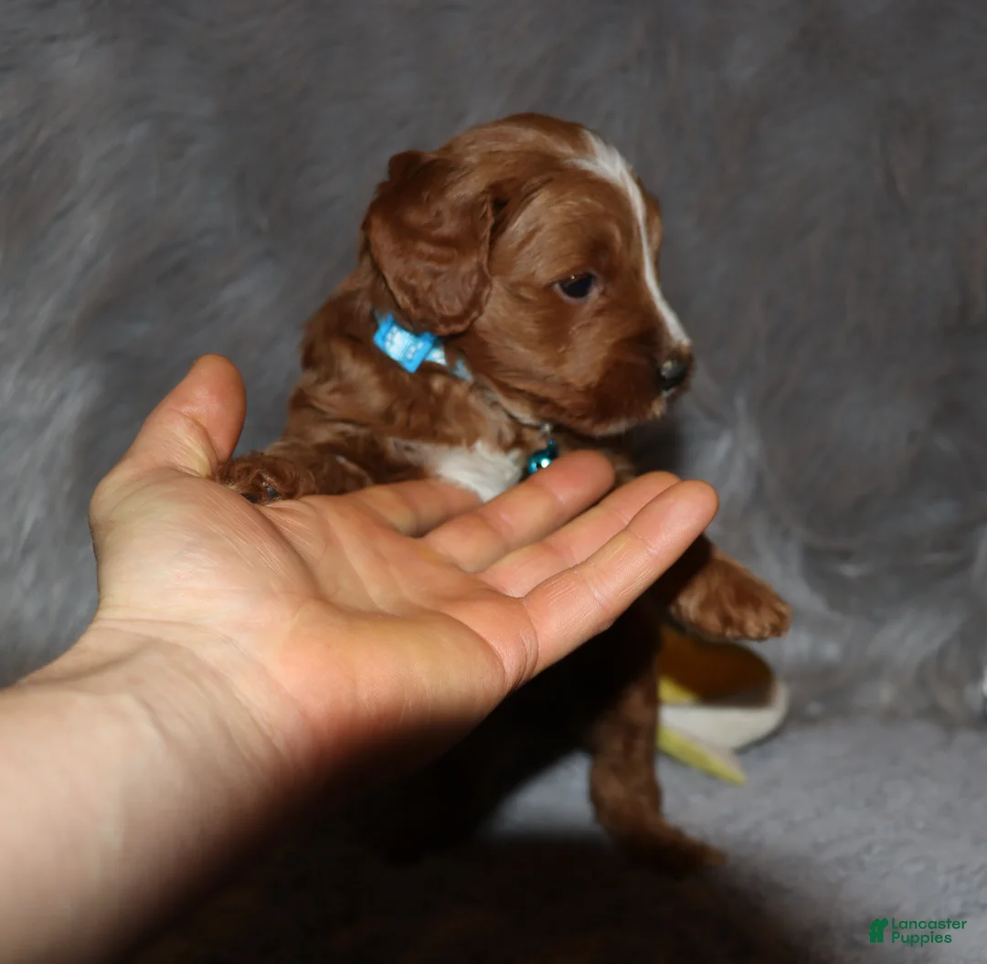 Mini Goldendoodle dogs for sale: Waylon 💙 Genetic Clear Parents - Ad 7