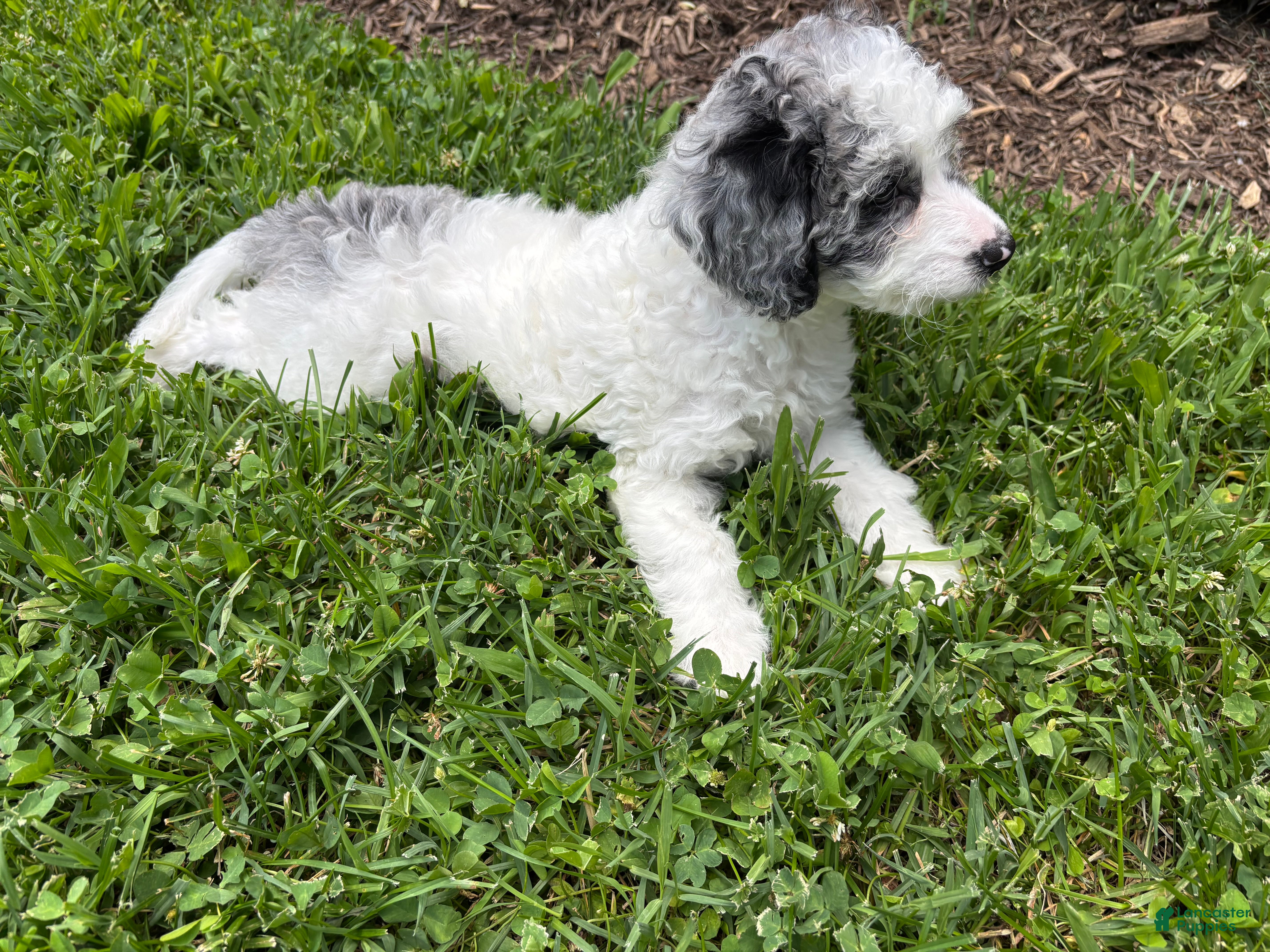 Mini Goldendoodle dogs Bentley  - Ad 2