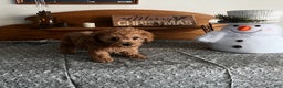 Toy Poodle dogs for sale: Jess - Ad 7