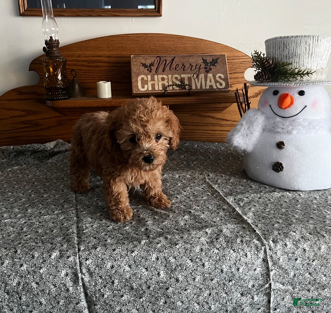 Toy Poodle dogs for sale: Jess - Ad 7