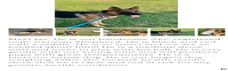 German Shepherd dogs for sale: Candy - Ad 4