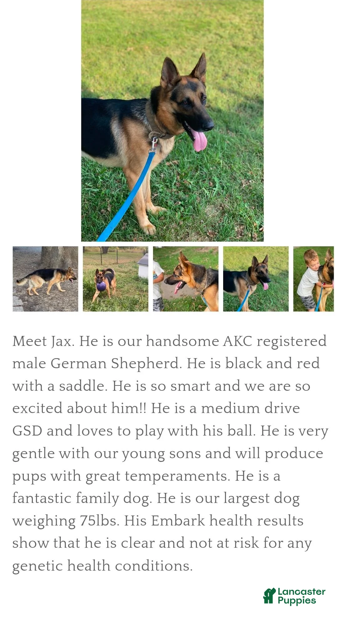 German Shepherd dogs for sale: Candy - Ad 4
