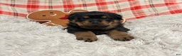 Rottweiler dogs for sale: Zuma - Ad 9
